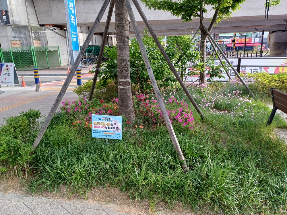 꽃나무 사진